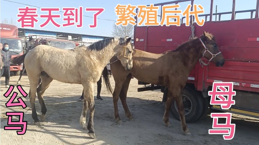 动物发情期的奥秘与影响-第2张图片