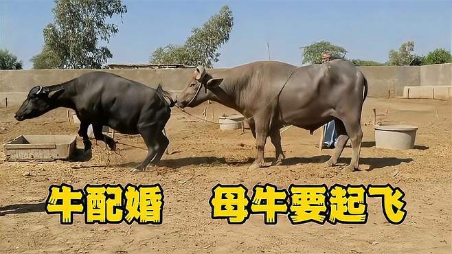 女人与牛交Z0女人与牛的交配——一个荒诞的误解-第3张图片
