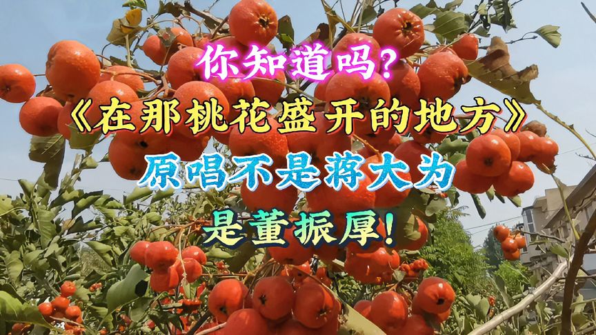 桃花社区在线观看视频桃花社区，在线视频观看的全新体验