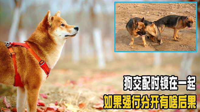 人可以和狗在一起吗人犬交配，科学解读人类与狗的生物关系-第1张图片