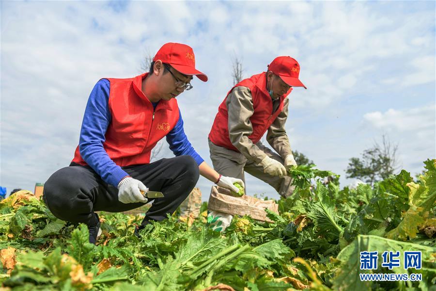浙江农业大学夏婧茹教授浙江农业大学之光 —— 夏婧茹的成长与贡献-第3张图片