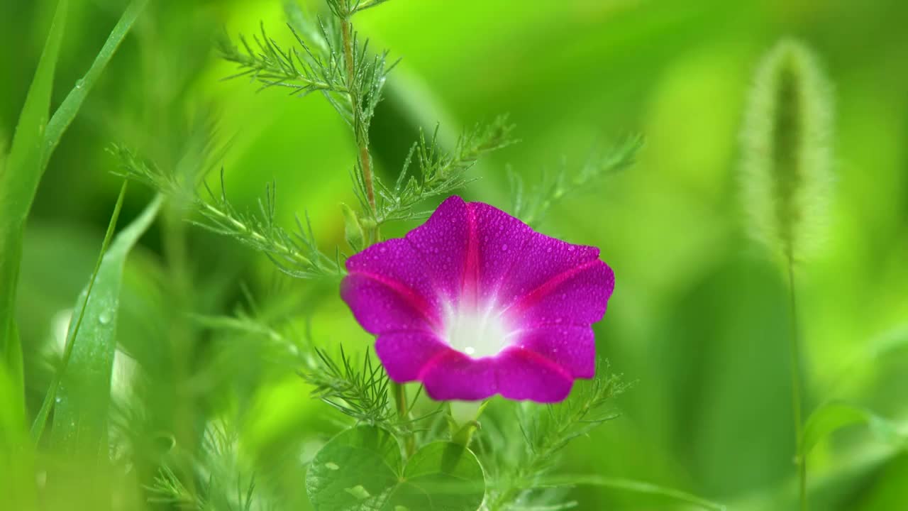 绿色高清视频在线观看绿色高清视频，在线观看新体验