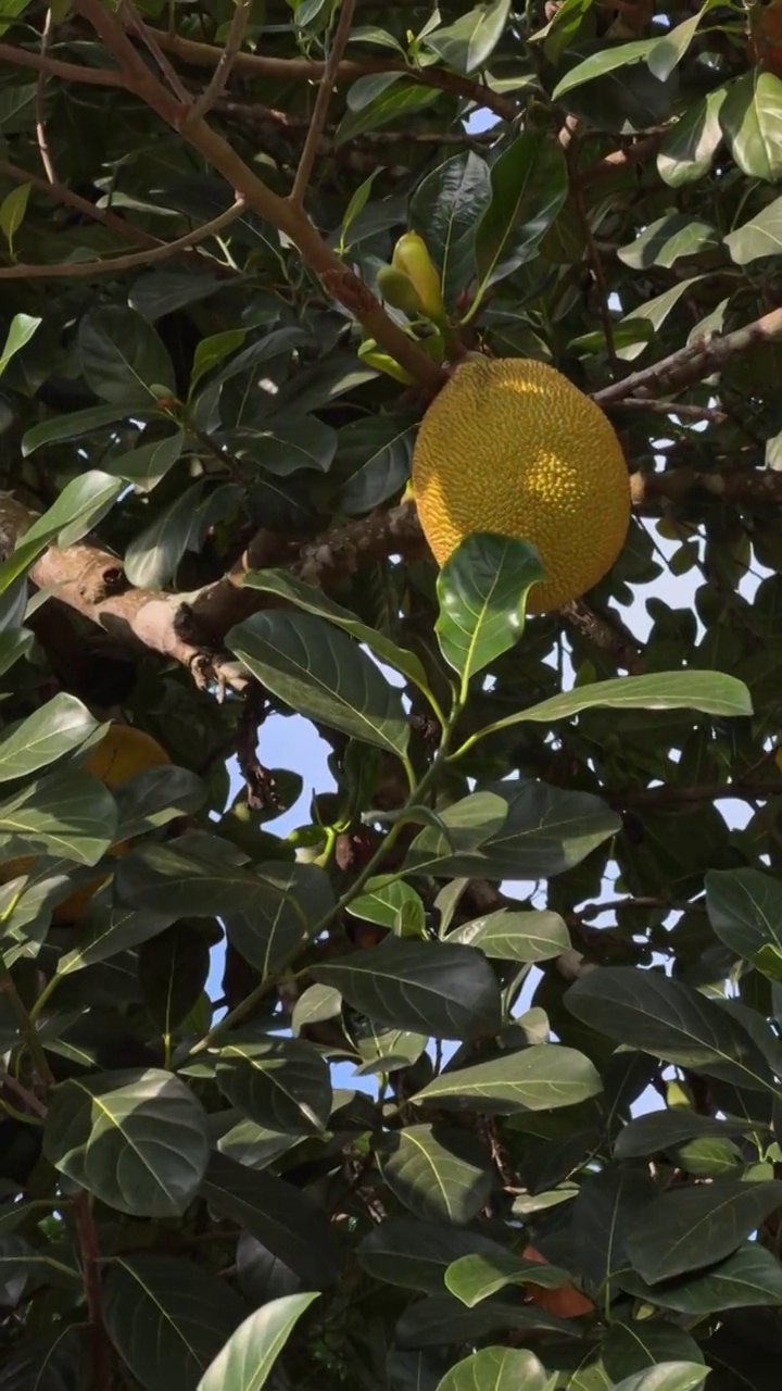 菠萝蜜视频在线观看免费播放高清菠萝蜜视频在线观看，免费播放高清体验-第2张图片