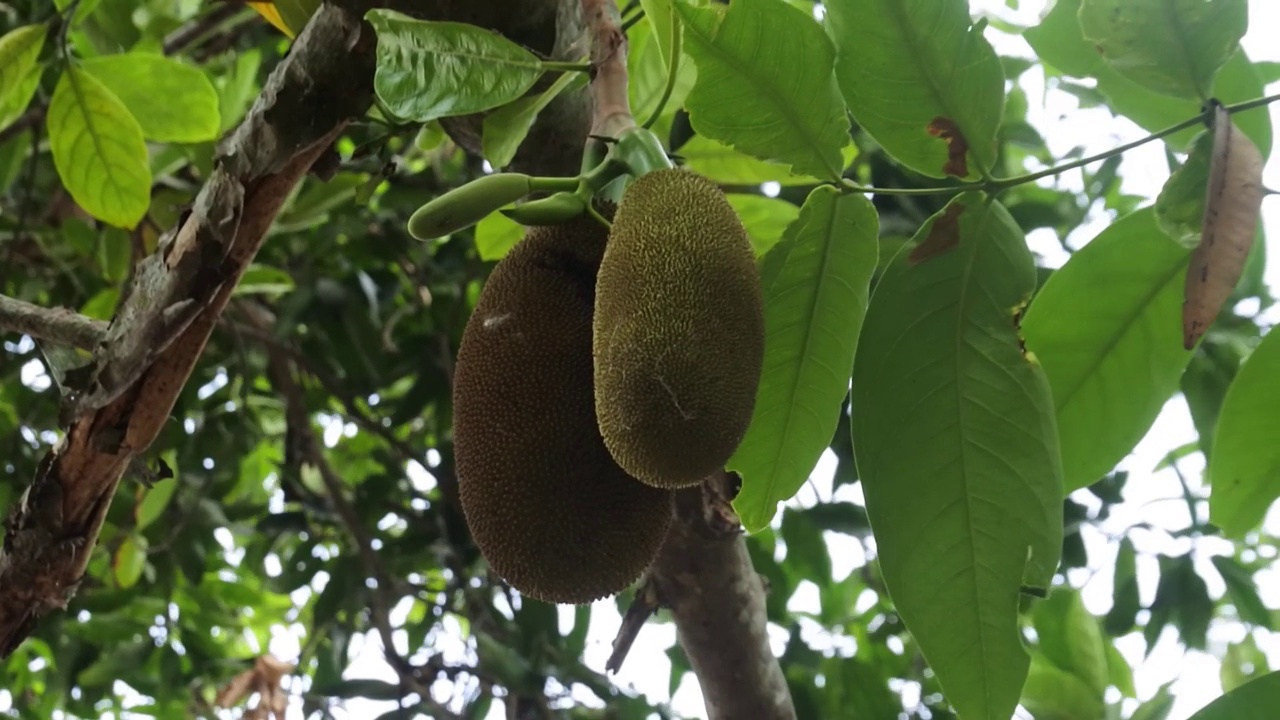 菠萝蜜视频快速进入路线探索菠萝蜜视频的进入通道-第3张图片
