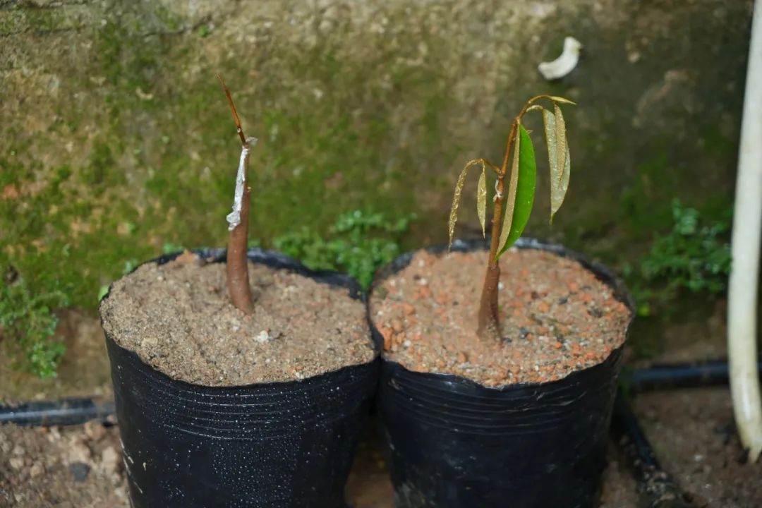榴莲视频 !榴莲视频，探索未知的视觉盛宴-第2张图片
