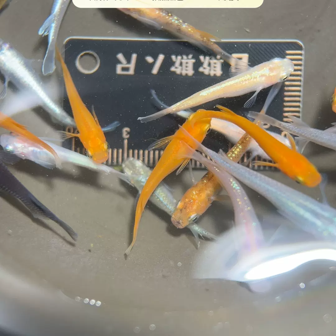 魔鳉鱼，神秘的水中精灵-第2张图片