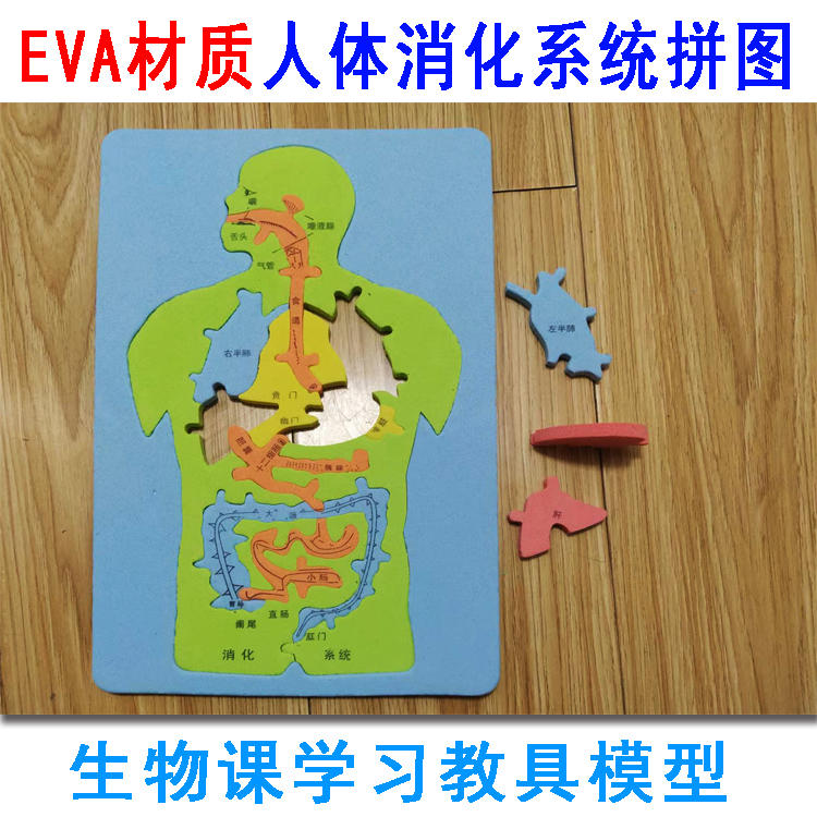 我成了生物课的教具我成了生物课的教具-第2张图片