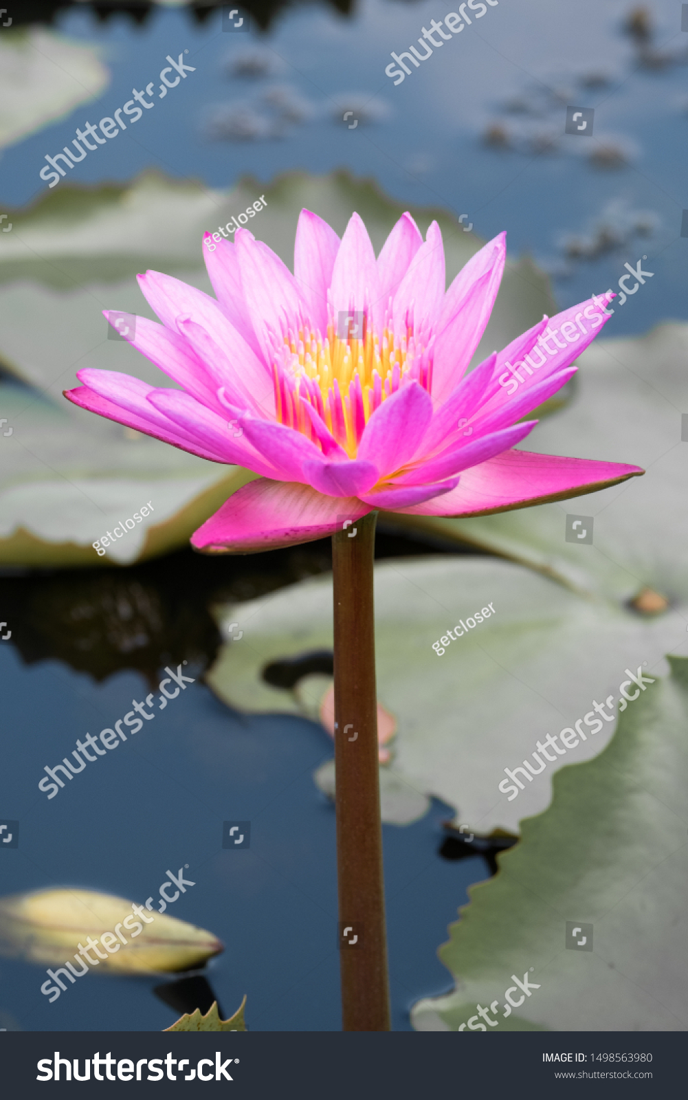 lycoris是什么意思探索神秘而美丽的lycoris——一种花卉的魅力