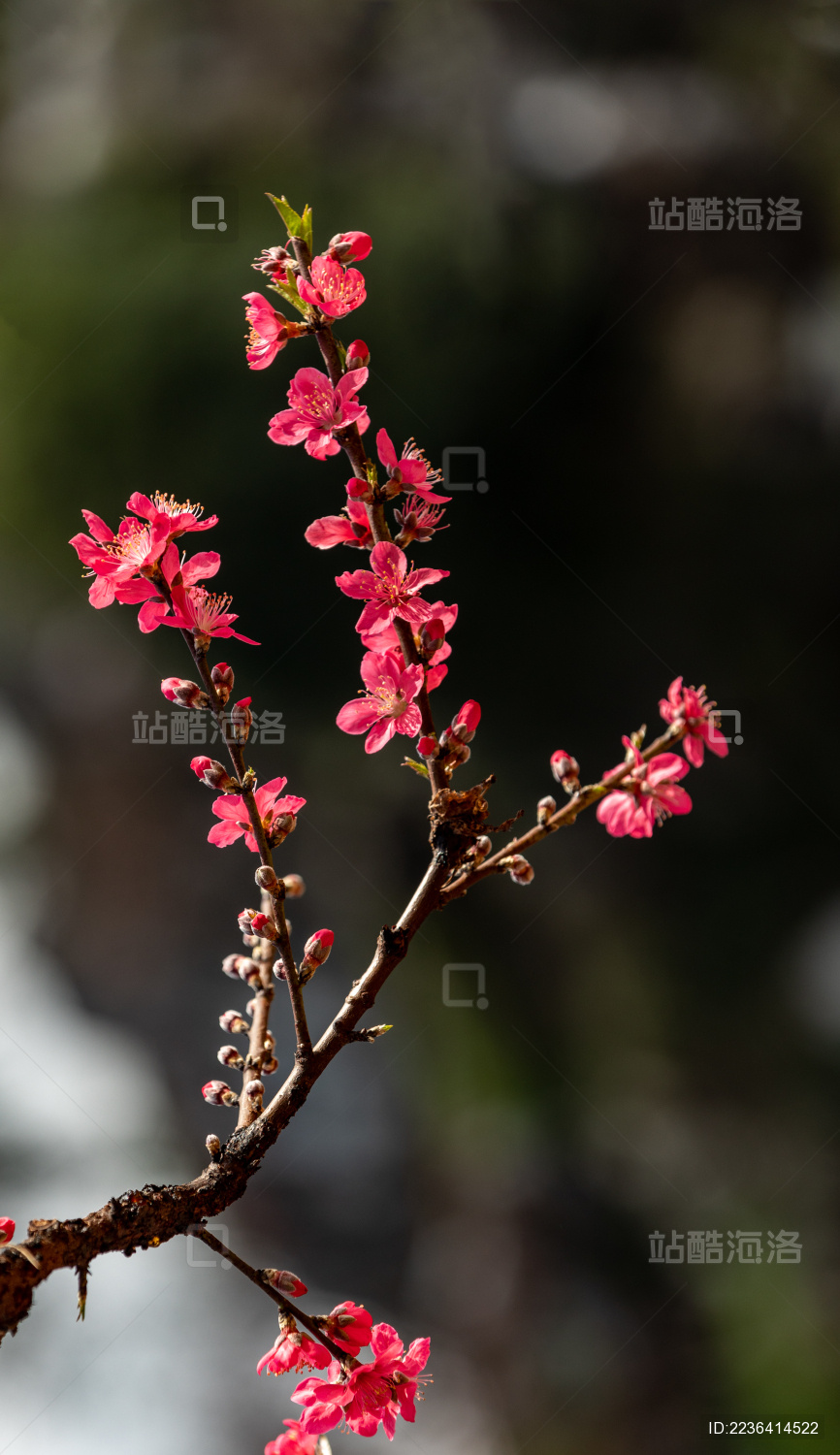 桃花视频在线观看高清免费桃花视频在线观看高清免费