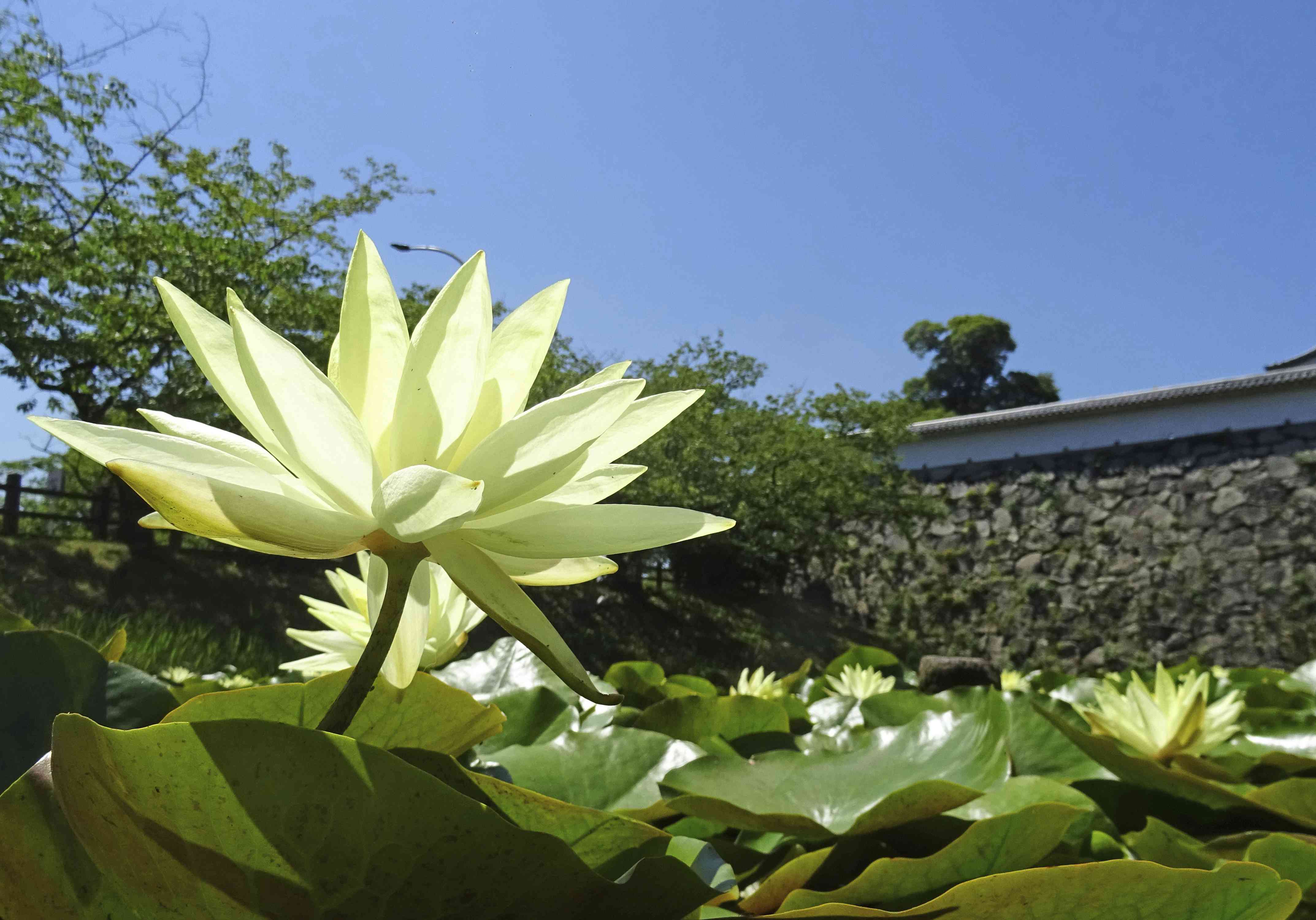 美美哒日本中文免费美美哒日本中文免费资源探索之旅-第2张图片