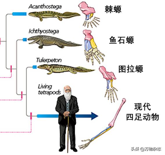 颈腰挺过那层薄膜细突破颈腰的束缚，挺过那层薄膜的挑战-第3张图片