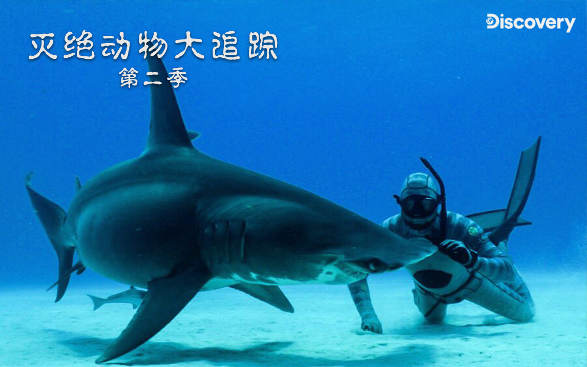 野狼网名要加点什么好野狼网，互联网的野性力量