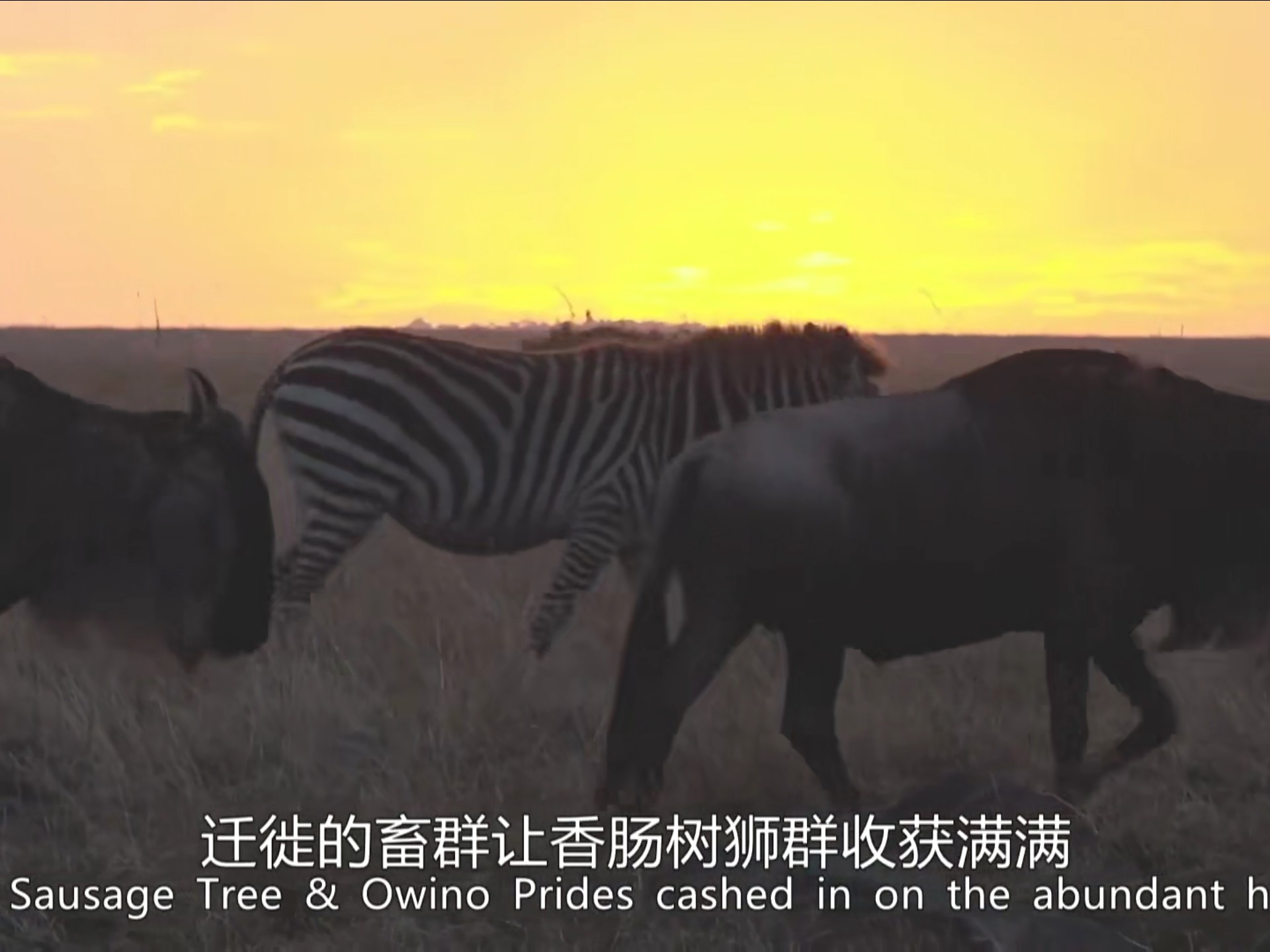 非洲动物与人非洲文化中的特殊互动，人与牲畜的和谐共存-第1张图片