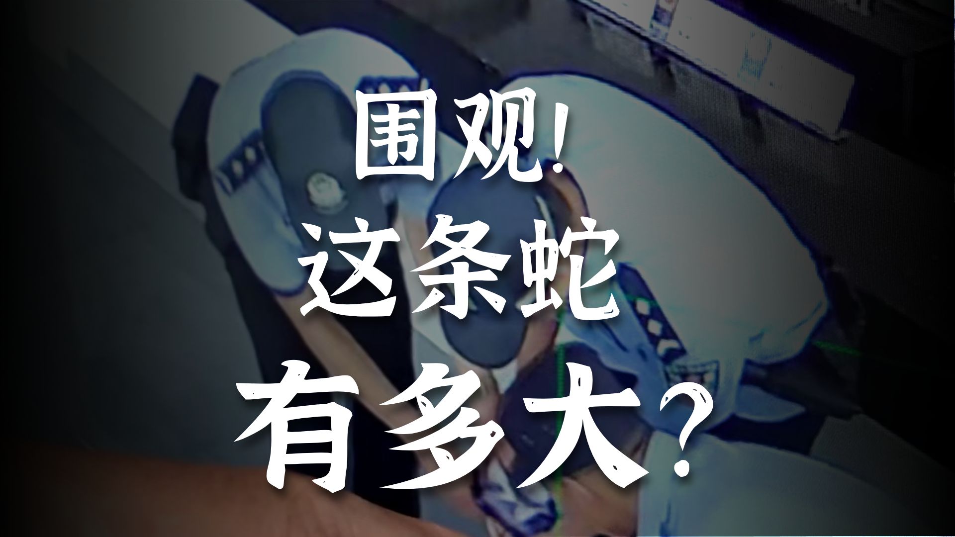被一条蛇做到崩溃被一条蛇做到崩溃的惊险经历