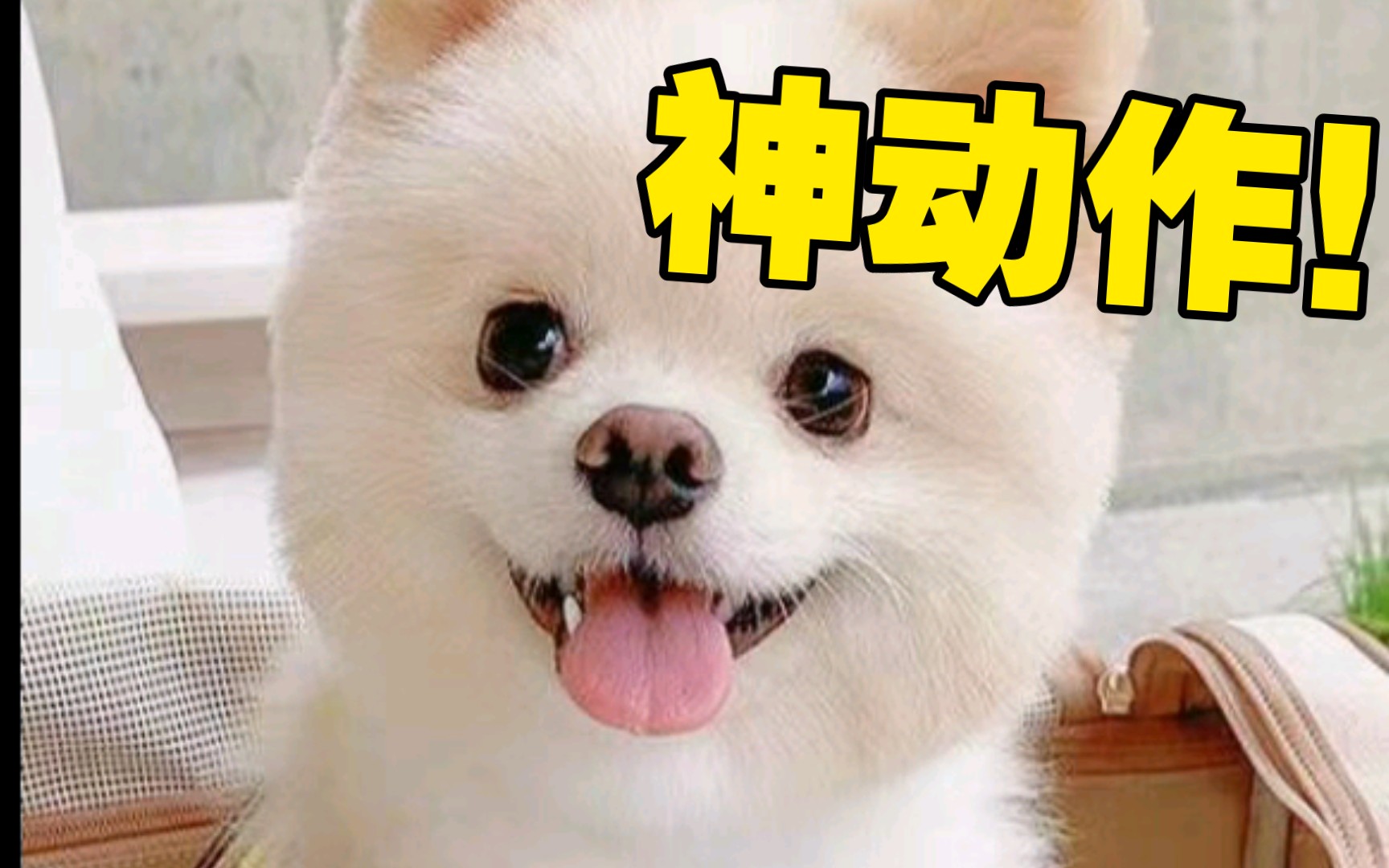 好...好快啊哈哈好快节奏的现代生活——哈哈笑对好时光