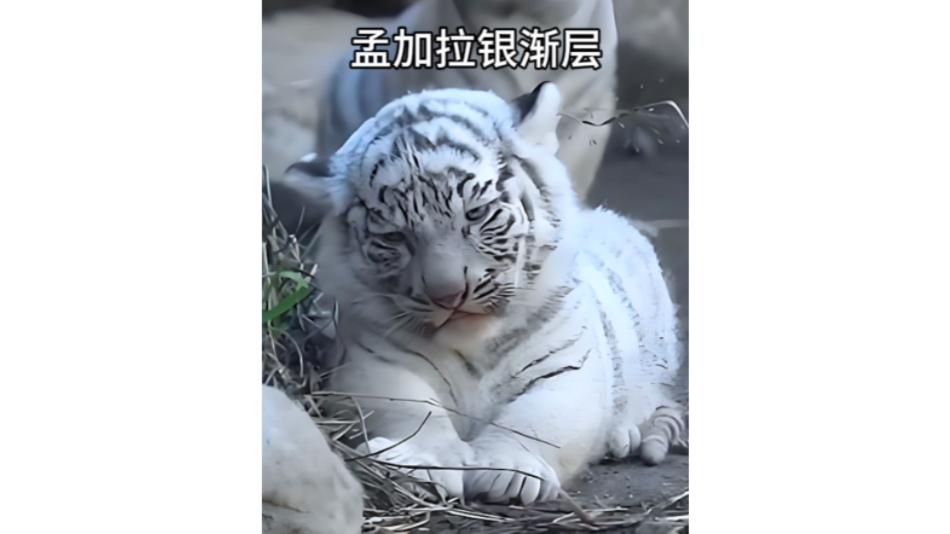 《白虎》书白虎穴肉肉图片的魅力探索-第1张图片