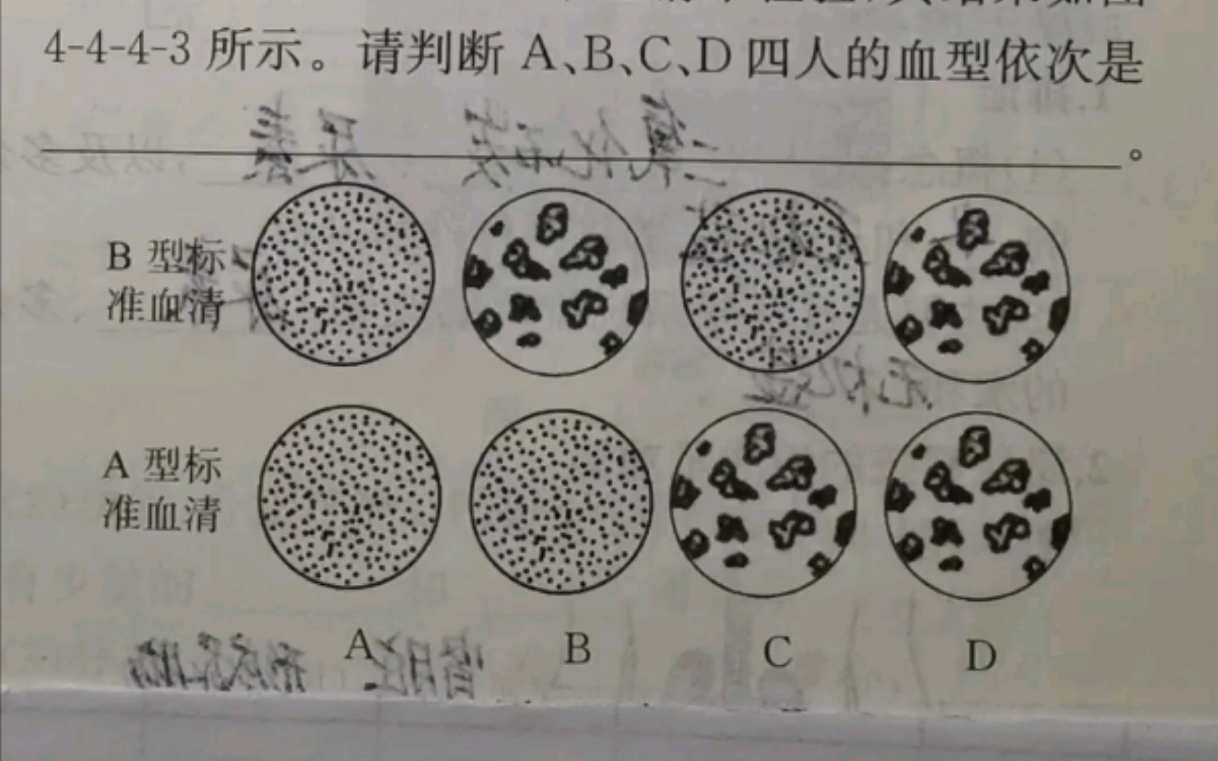b种类照片全面解析，B型照片的种类与用途-第2张图片