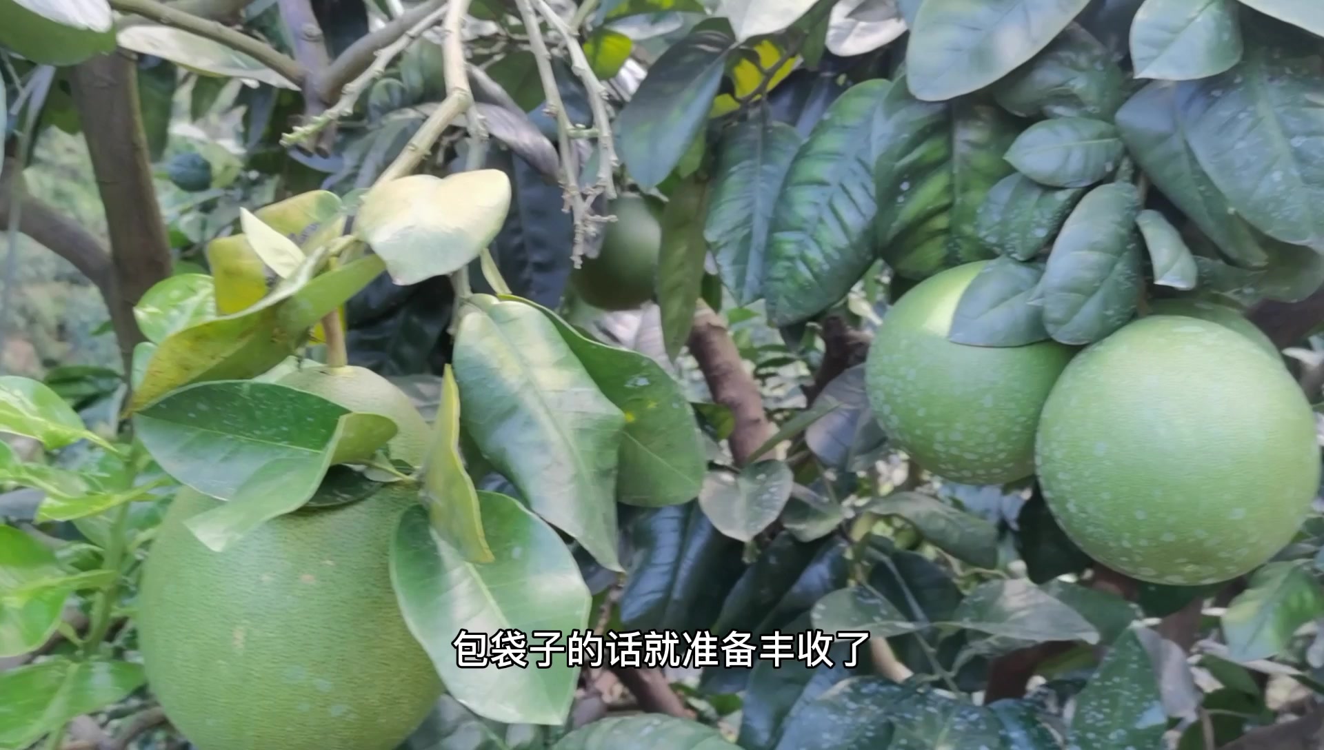 蜜柚视频下载高清版蜜柚视频下载高清，轻松获取高清视频资源指南-第2张图片