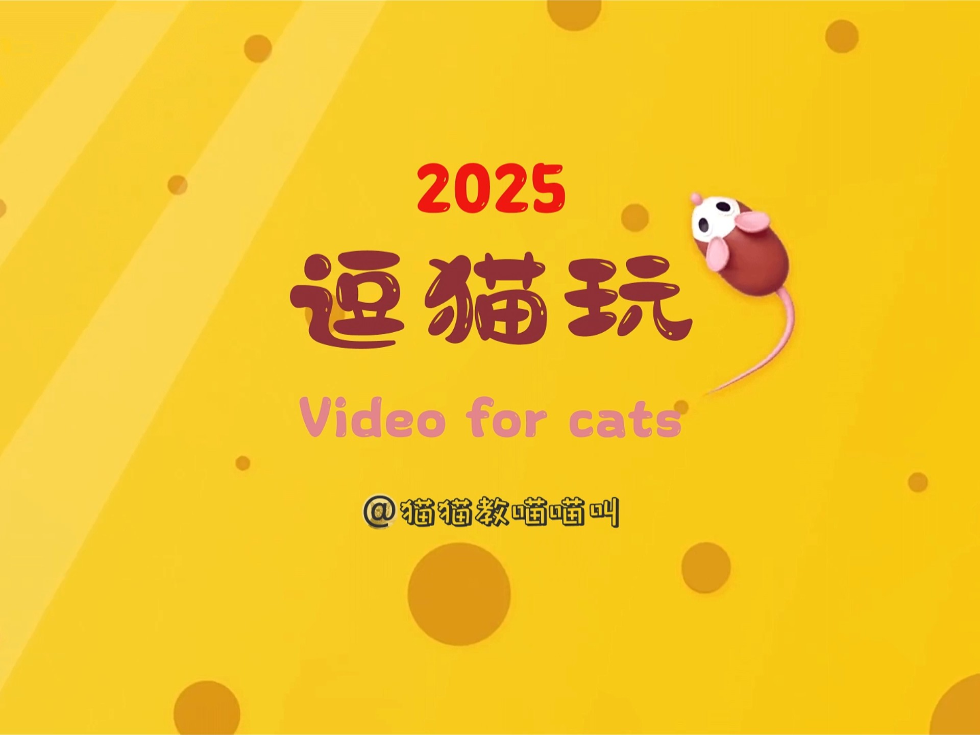 猫咪社区免登录技术爱好者探索猫咪社区，免费资源在线观看的乐趣与体验-第2张图片