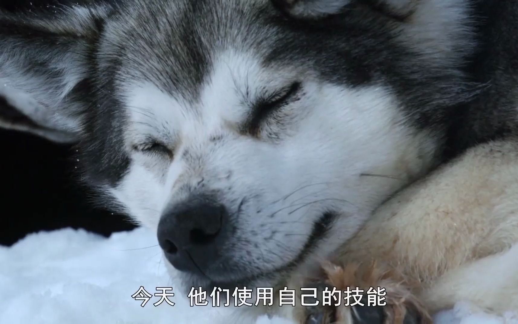 摩尔庄园的神秘鲨鱼