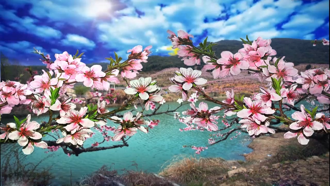 桃花视频在线观看免费播放1的精彩世界-第1张图片