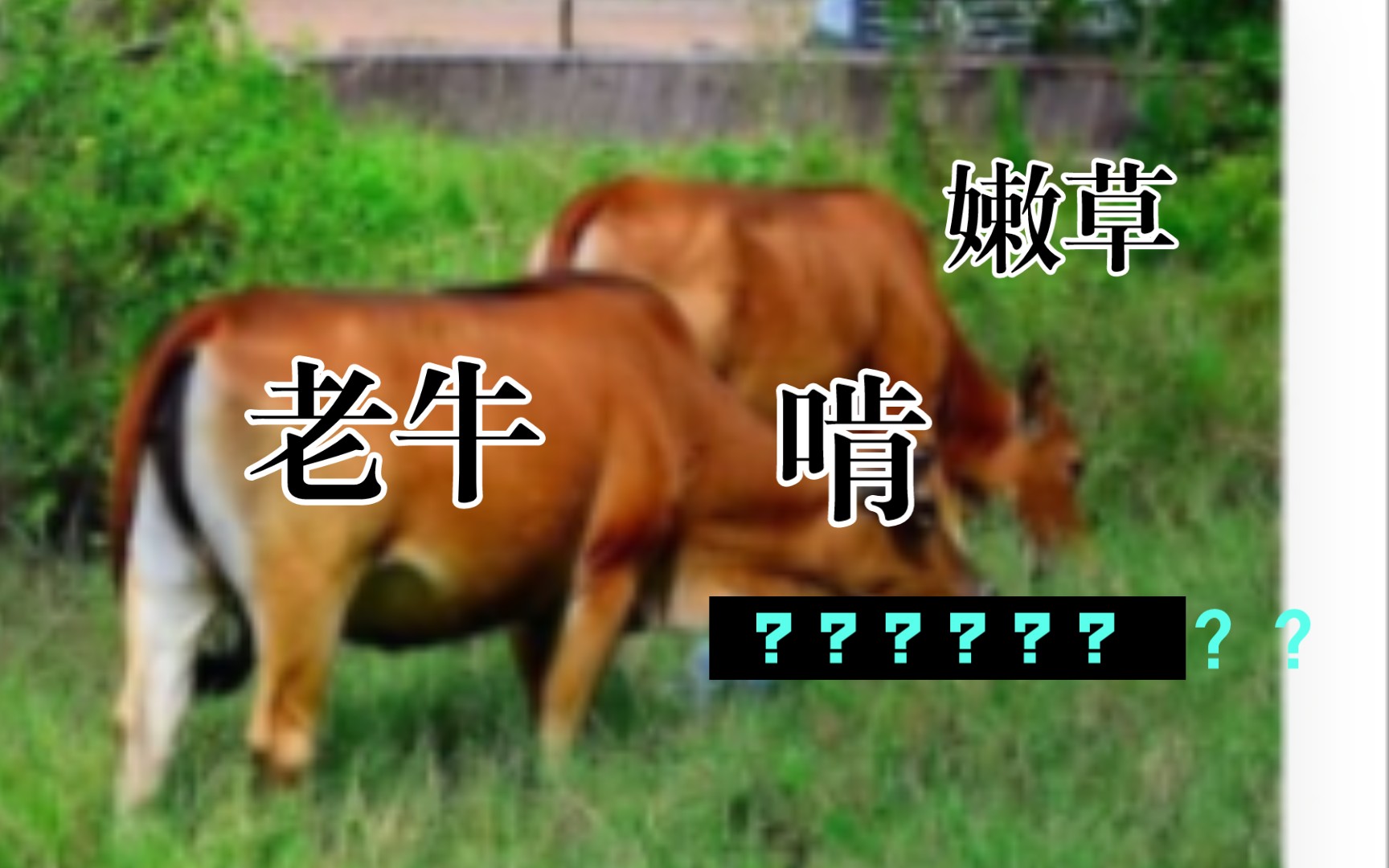 老牛嫩草一三产品价格表老牛嫩草一三产品价格表解析