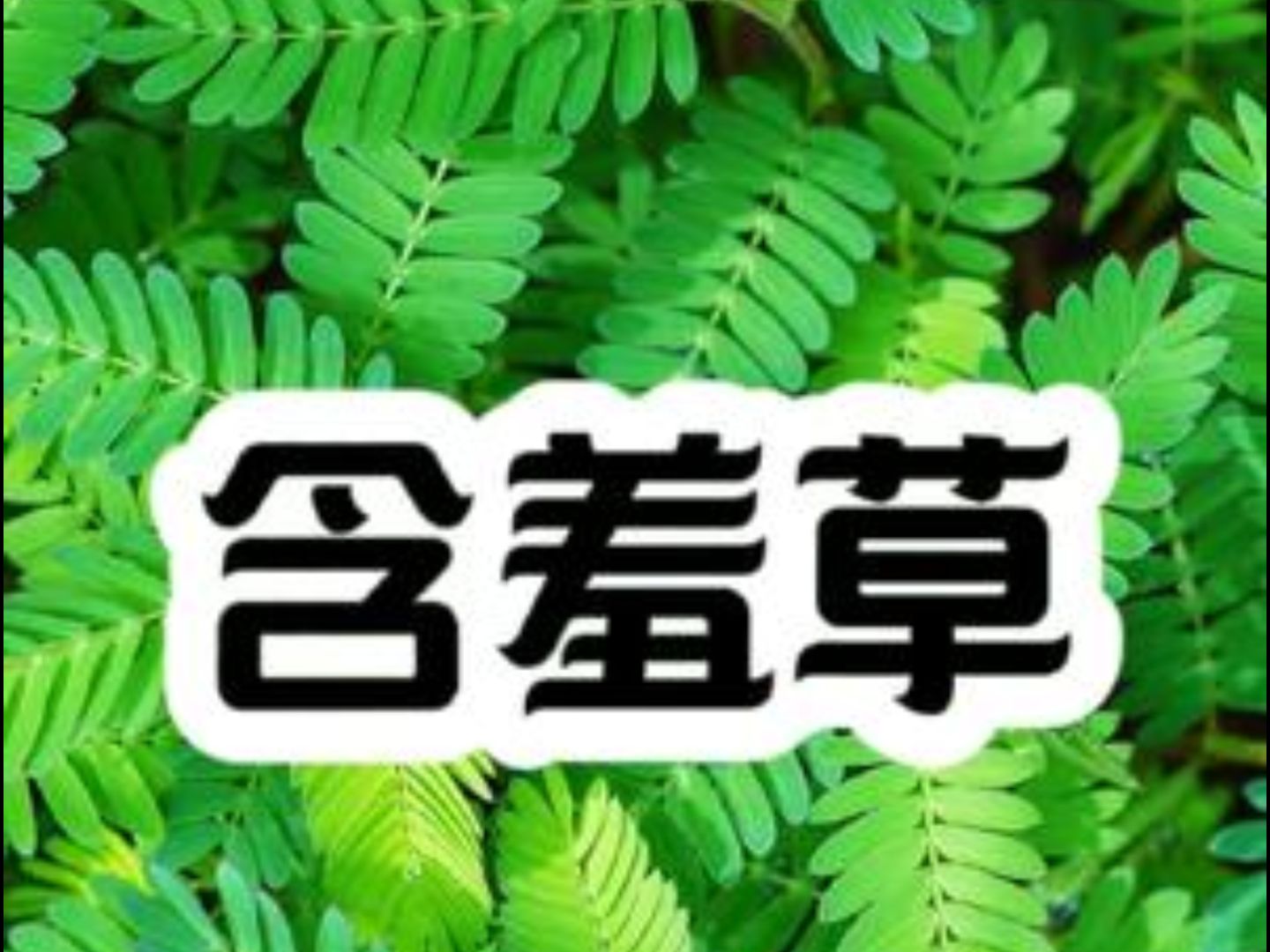 含羞草实验所app体验含羞草成年实验所，探索自然界的奥秘-第1张图片