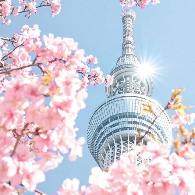 春暖花开哔哩哔哩春暖花开，探索春日之美的网址之旅