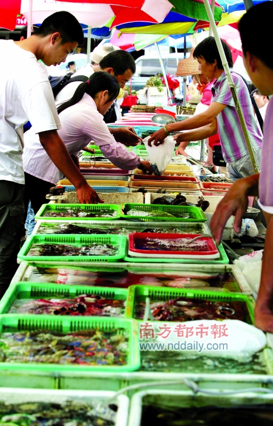 得到超级肉禽系统的紫岭红山解锁全新养殖时代——我的超级肉禽系统体验记