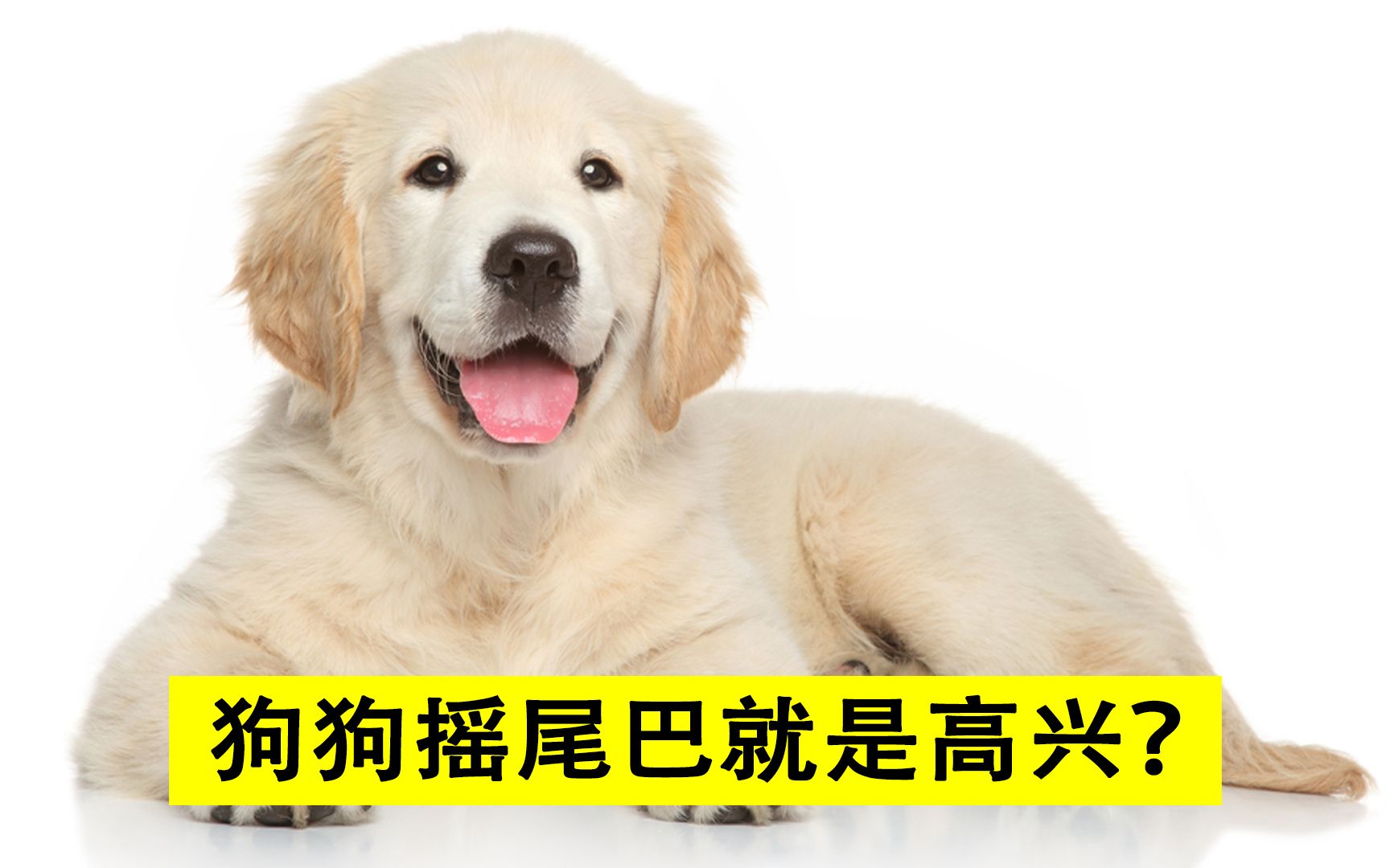 狗狗射精多是血是怎么回事狗狗射速太快是否会对女生造成伤害？