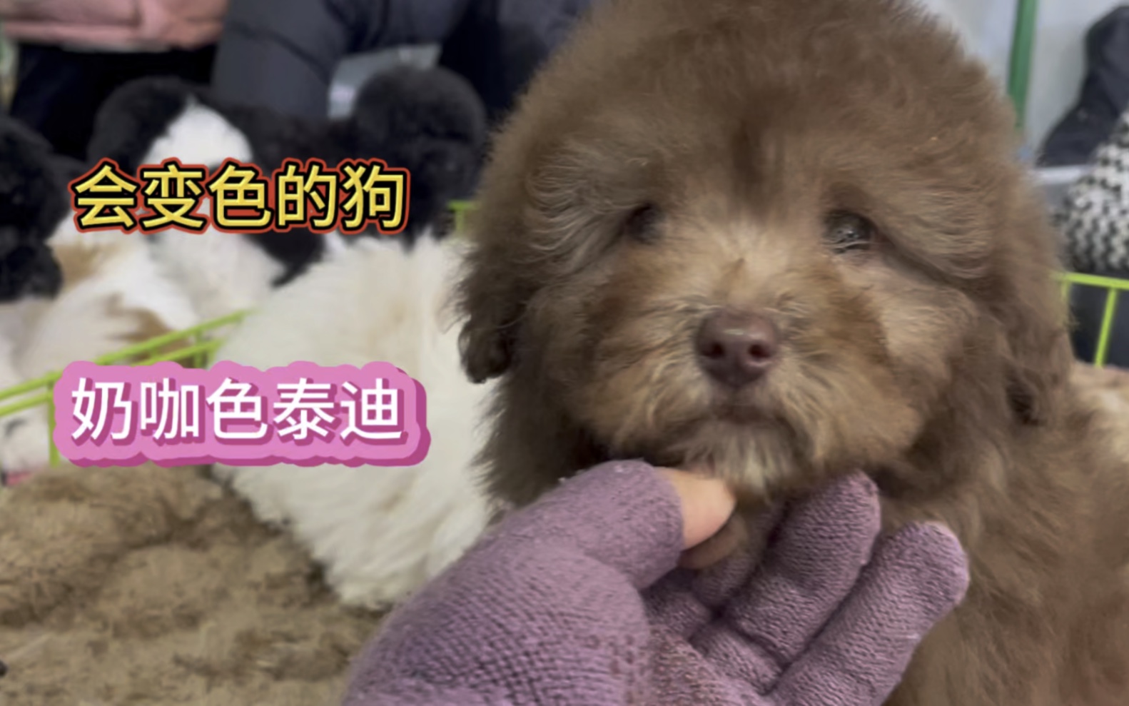 探索色狗最新网址的奥秘