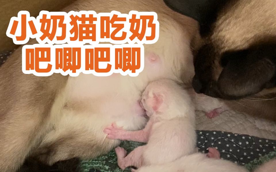 太大了吧唧吧唧吧唧吧唧播放探索太大了吧唧吧唧吧唧吧唧的奇妙世界-第1张图片