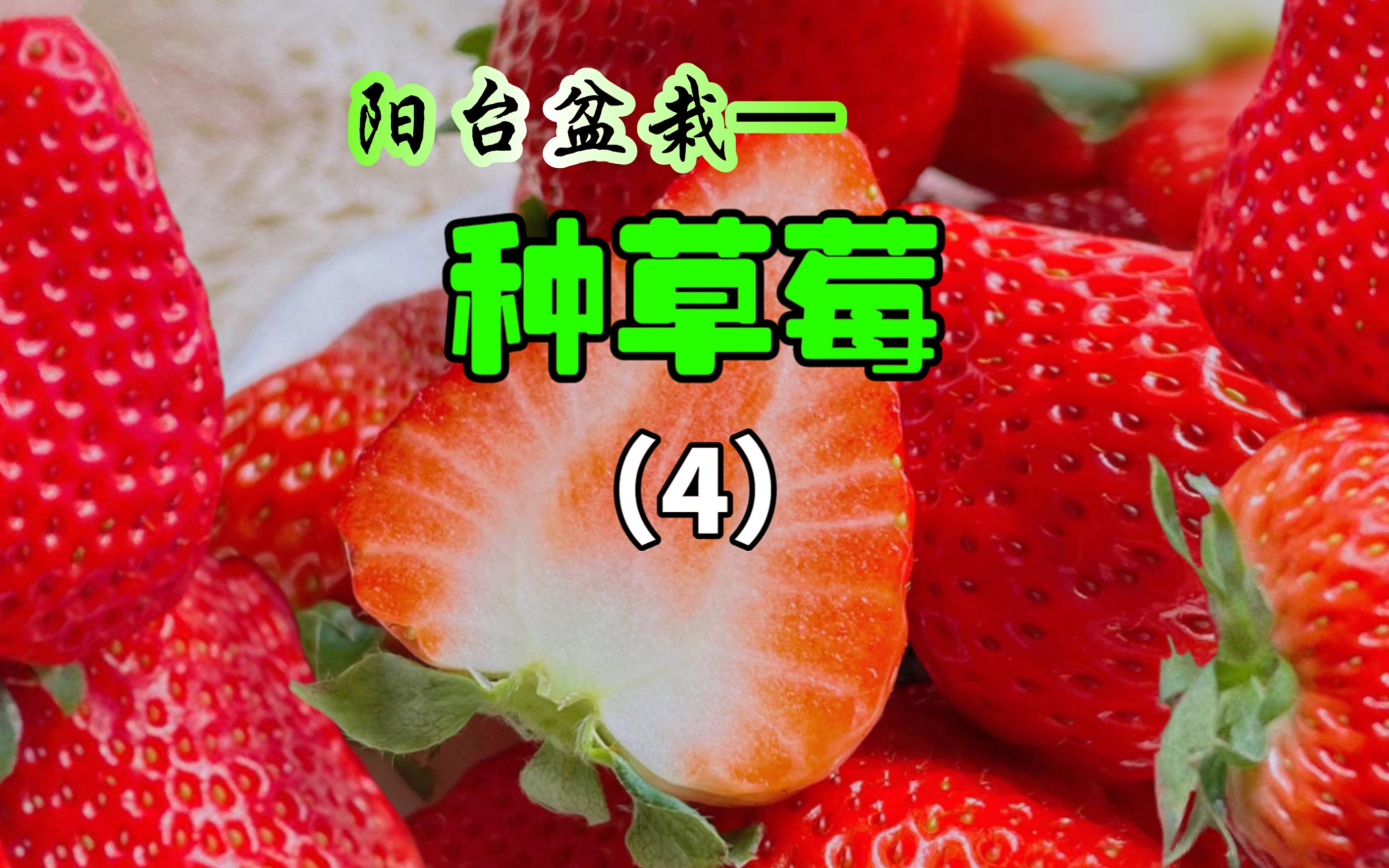 草莓视频在线观看地址大全入口