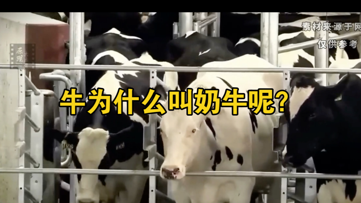 探索奶牛的奇妙世界——奶牛视频的魅力与价值-第2张图片