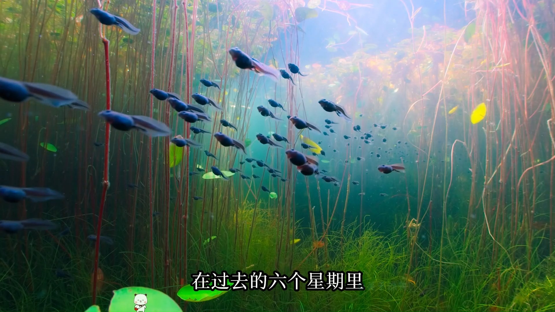 小蝌蚪视频在线观看免费下载的探索与体验-第3张图片
