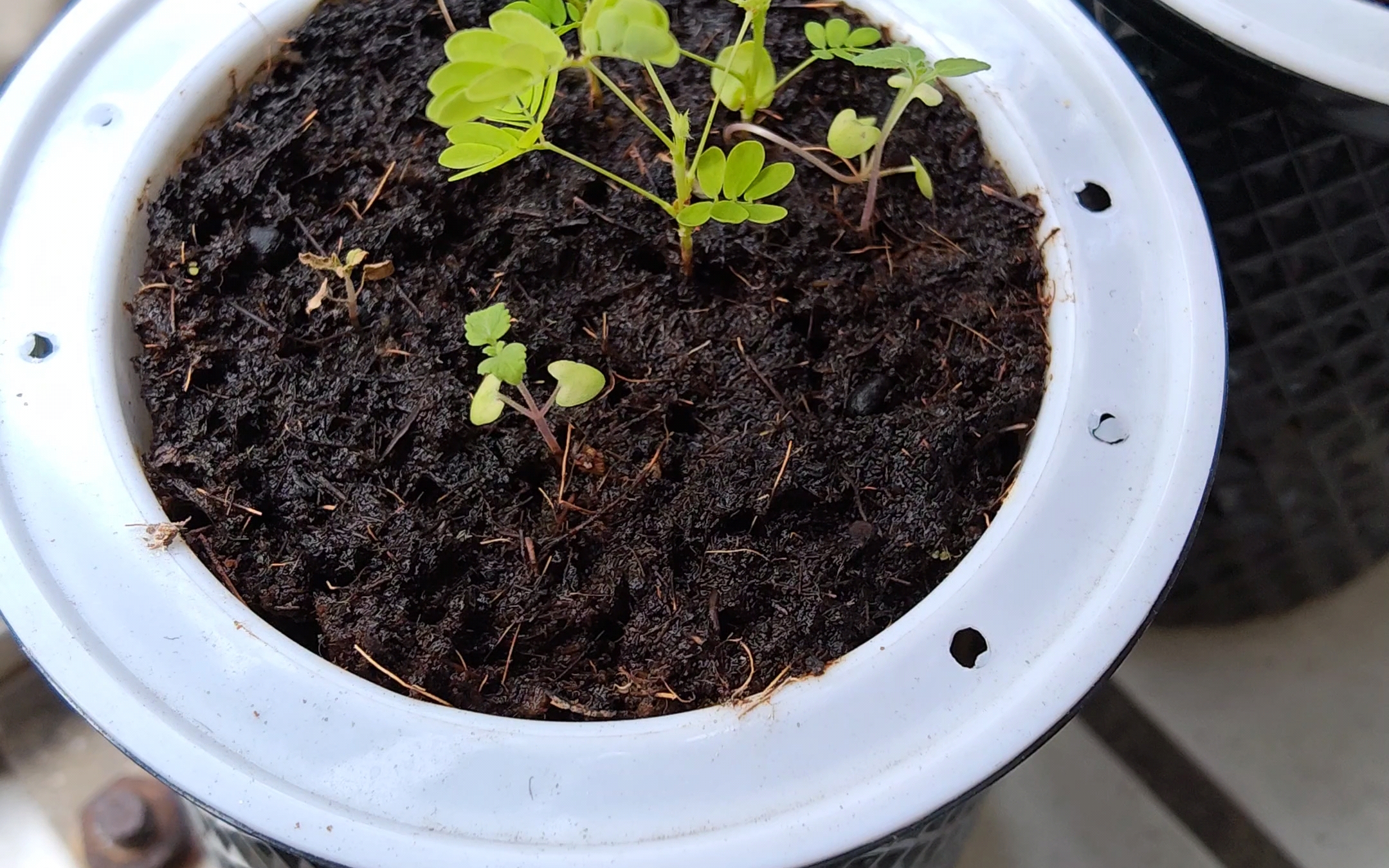 含羞草实验所入口免费进入含羞草实验所，免费开放，探索自然的奇妙之旅