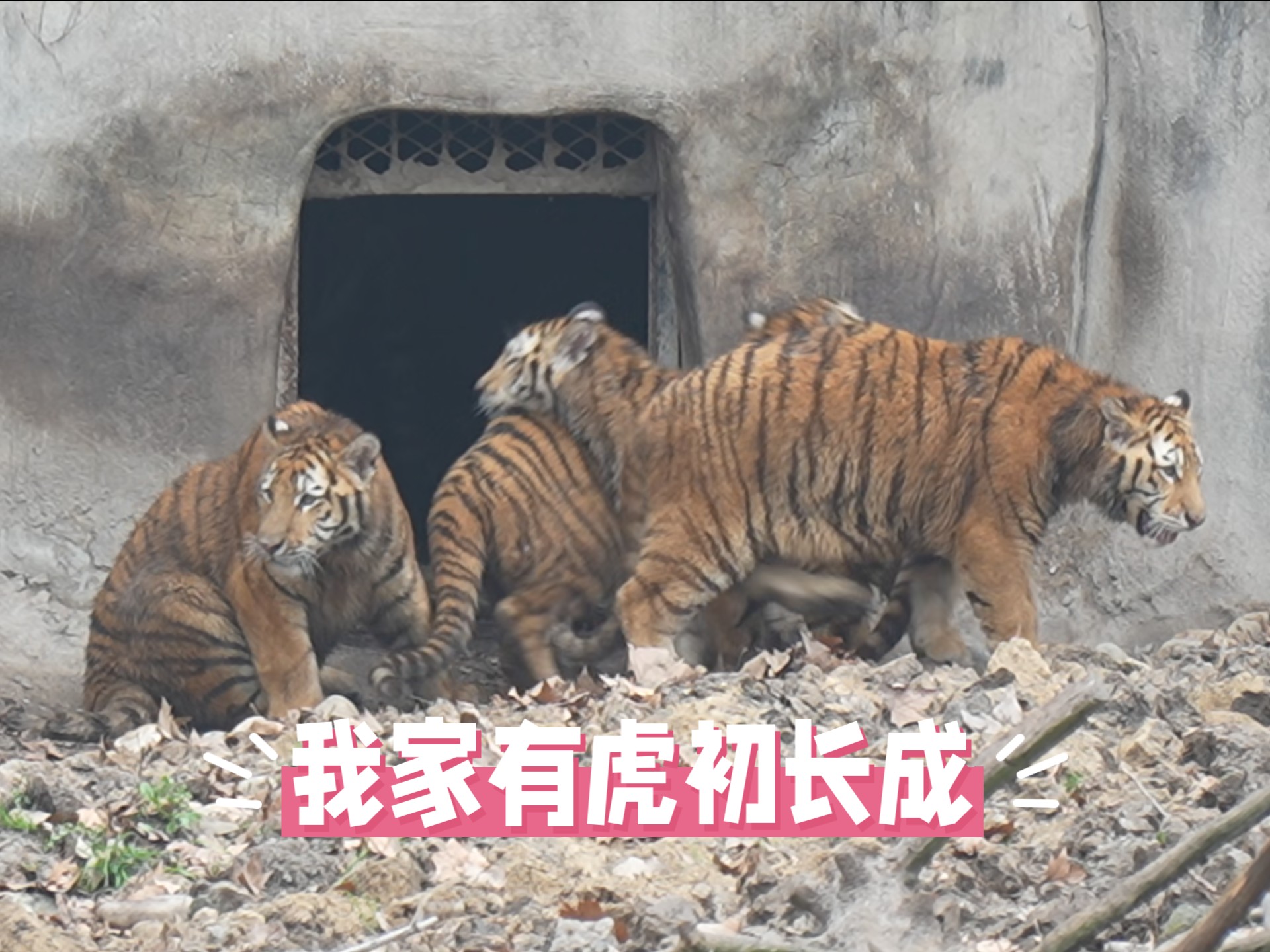 四虎4w4w四虎4w4w的传奇故事-第2张图片