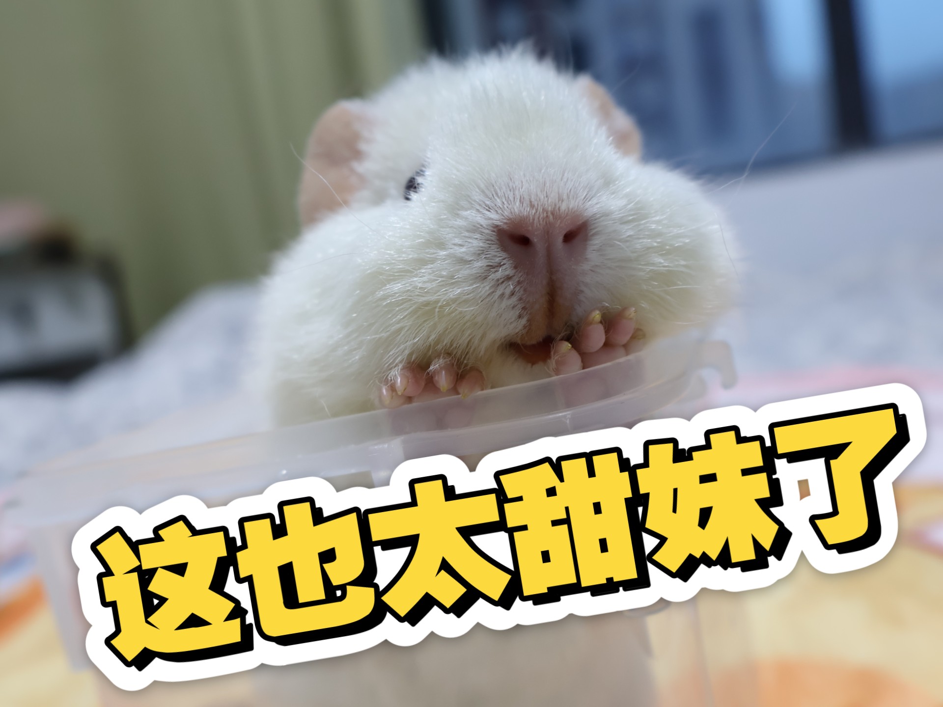 小猪视频草莓视频小猪视频与草莓视频，网络时代的娱乐新宠-第1张图片