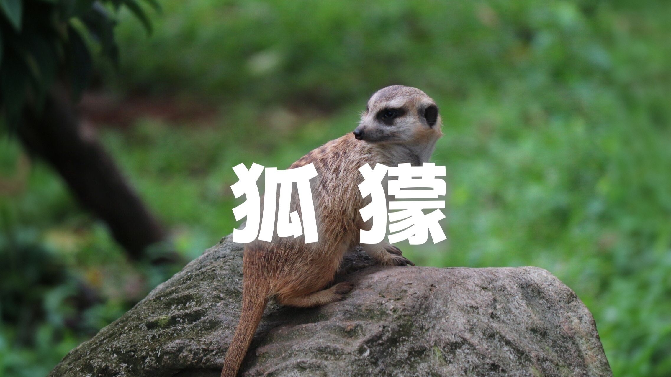 动物界也有哨兵猕猴群休息时一般由谁站岗动物界中的哨兵，守护与生存的智慧