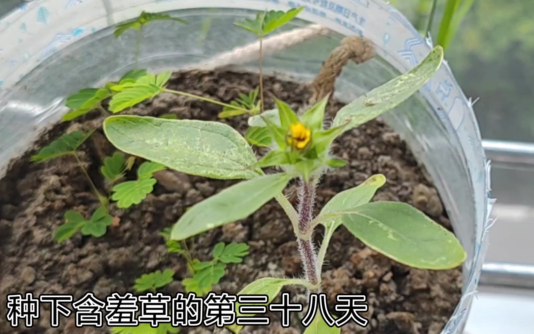 丝瓜草苺向日葵大全丝瓜、向日葵与含羞草的奇妙世界-第3张图片