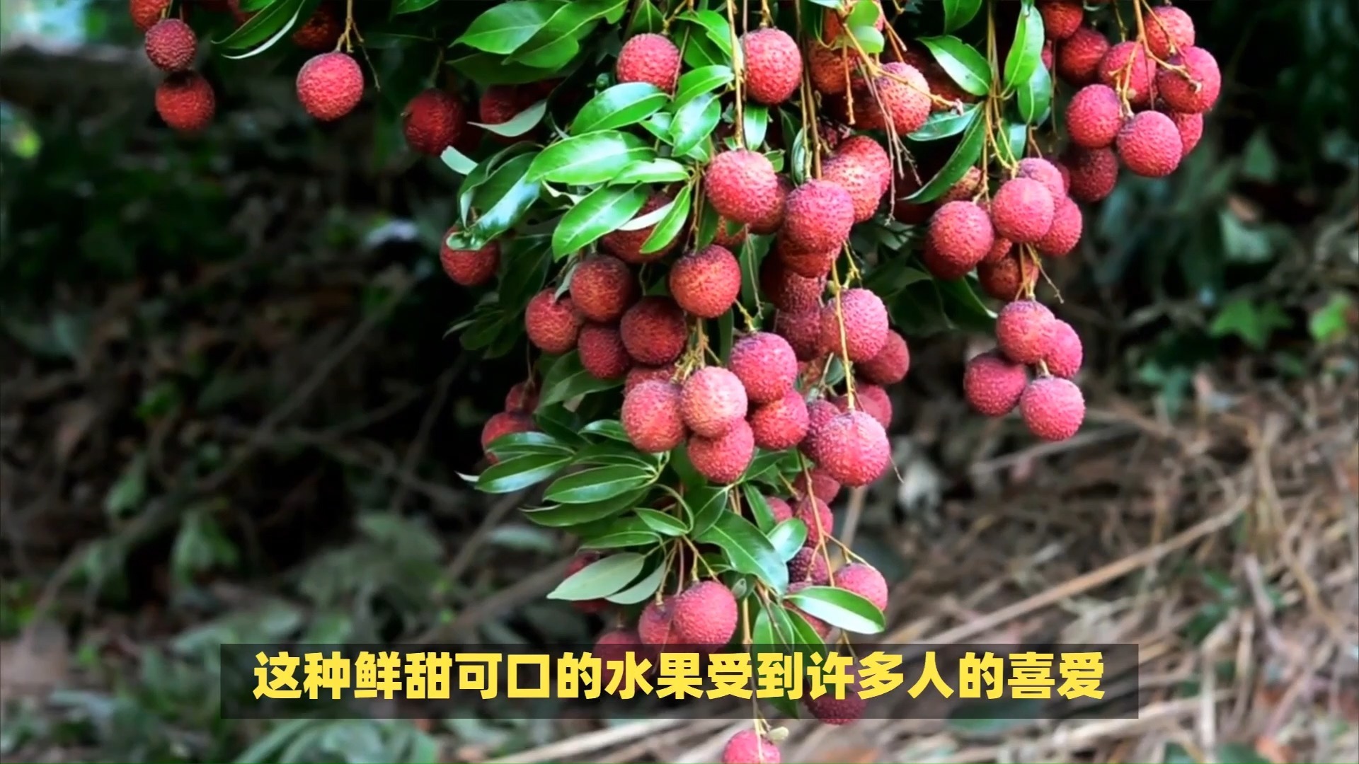 塞了六颗荔枝的夏日记忆