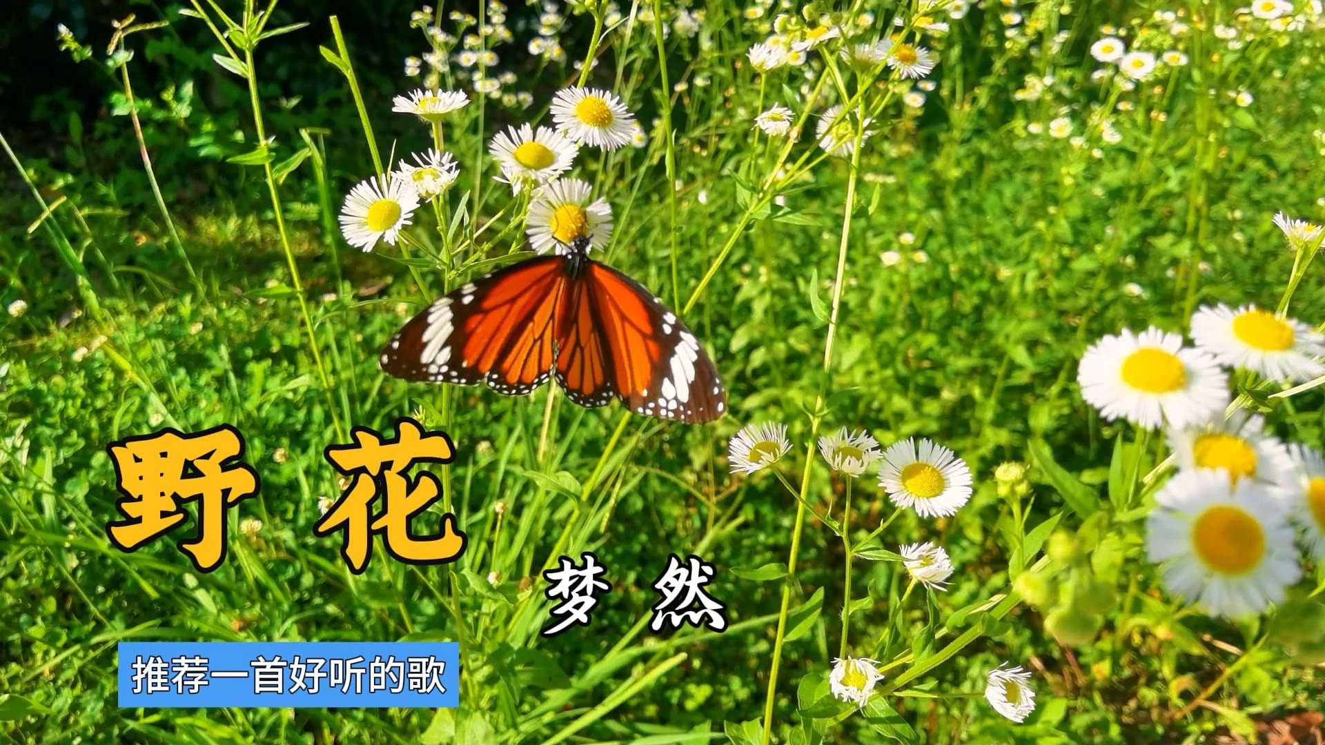 野花高清在线观看免费官网野花之美——高清在线观看免费官网的探索之旅