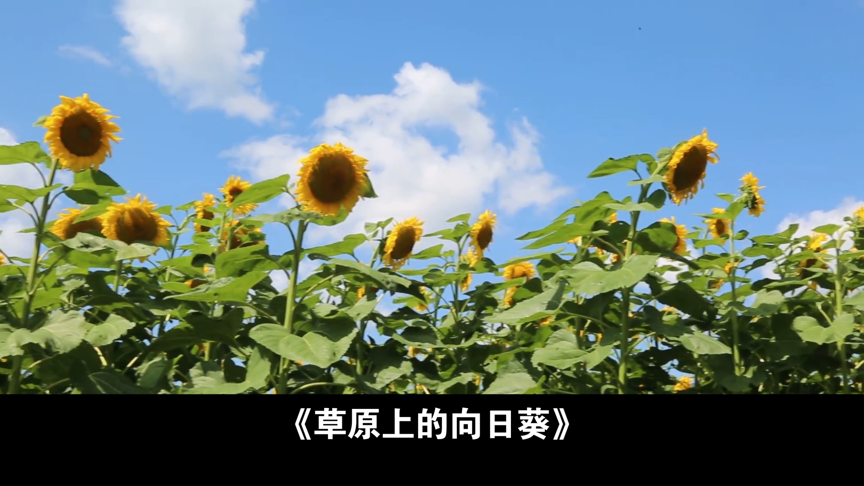 向日葵下载汅api免费大全向日葵APP的探索之旅，免费下载与在线观看的API与资源-第1张图片