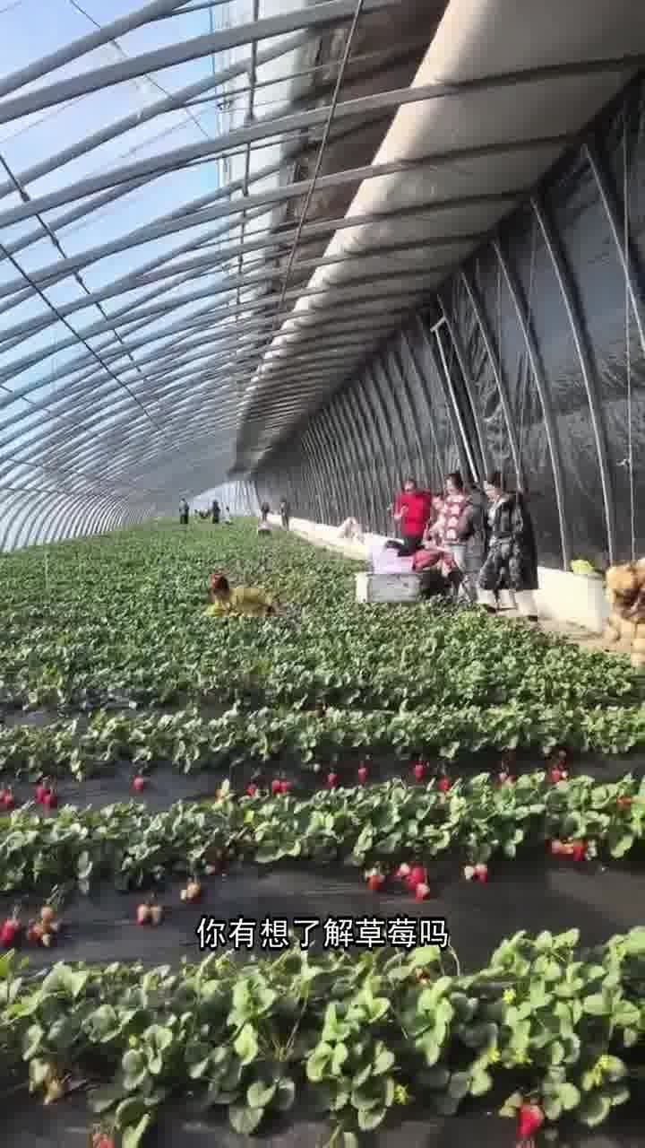 春香草莓和久久草莓的区别草莓视频在线观看18，探索网络世界的甜蜜之旅