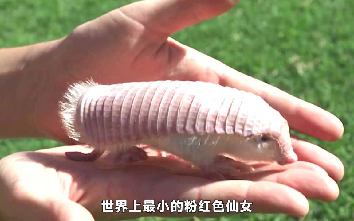 没带罩子让他吃了一天的药怎么意外的小插曲，没带罩子让他吃了一天-第1张图片