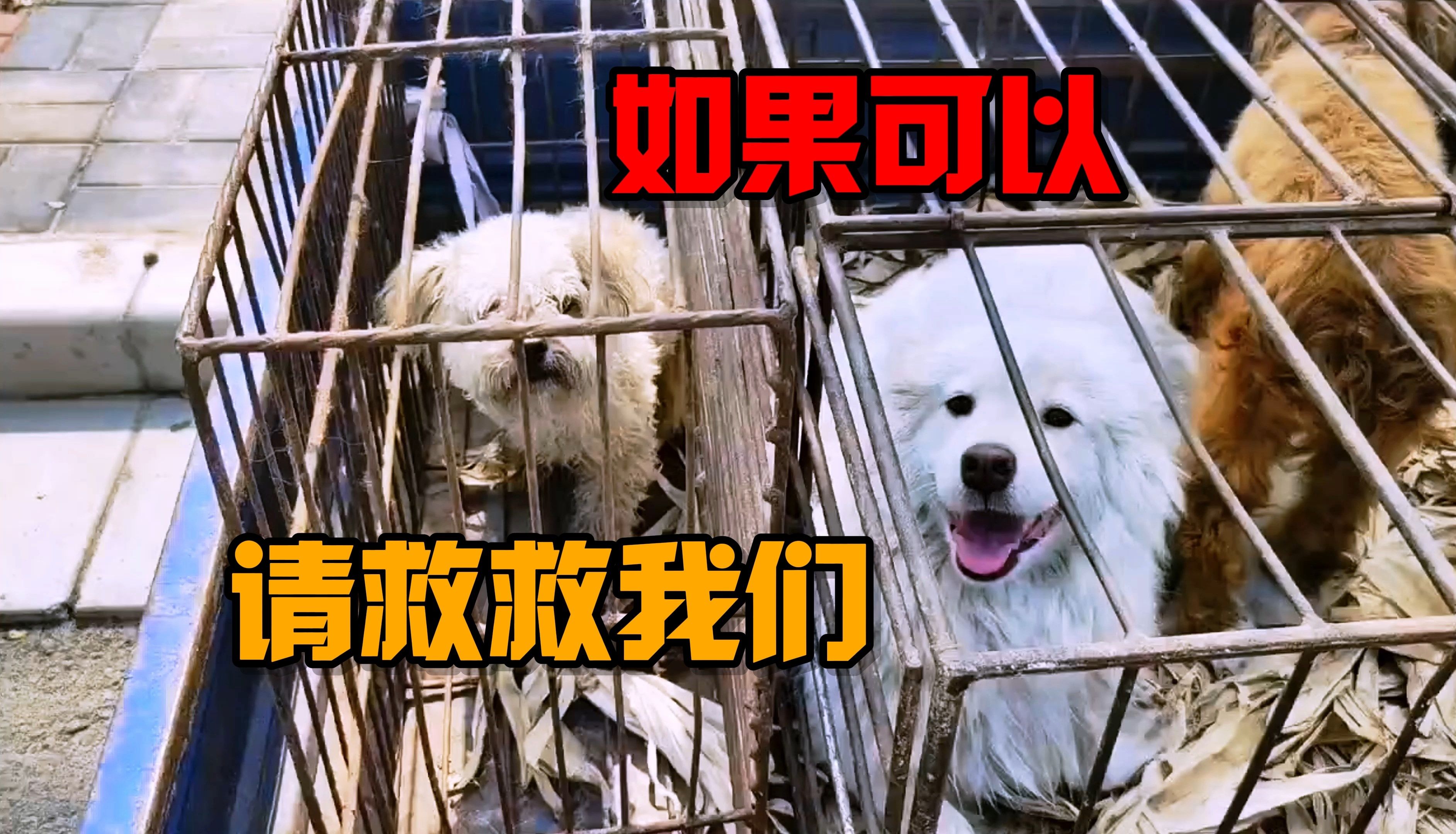 狗狗又长又大卡在里面出不来狗狗遭遇困境，长身卡住，无法自拔-第2张图片