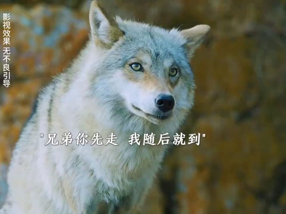 狼群影视在线观看视频大全狼群影视，在线观看视频大全的全新体验-第2张图片