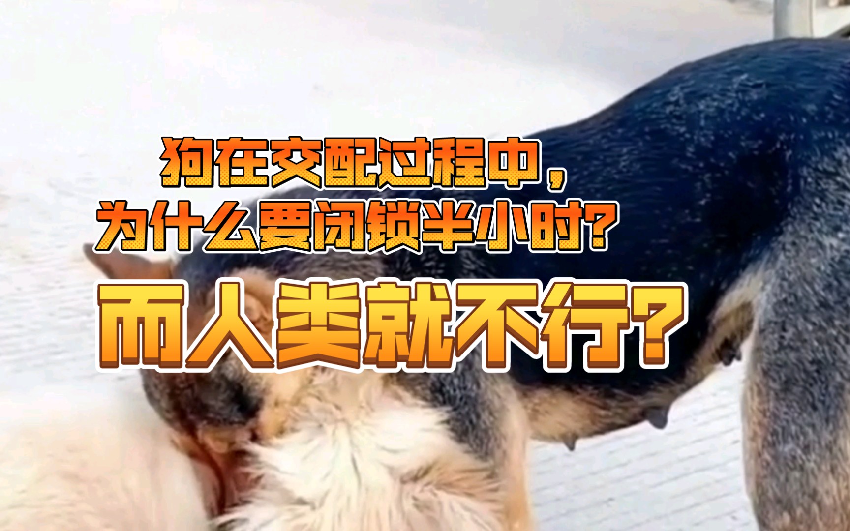 人可以和狗在一起吗人犬交配，科学解读人类与狗的生物关系-第3张图片