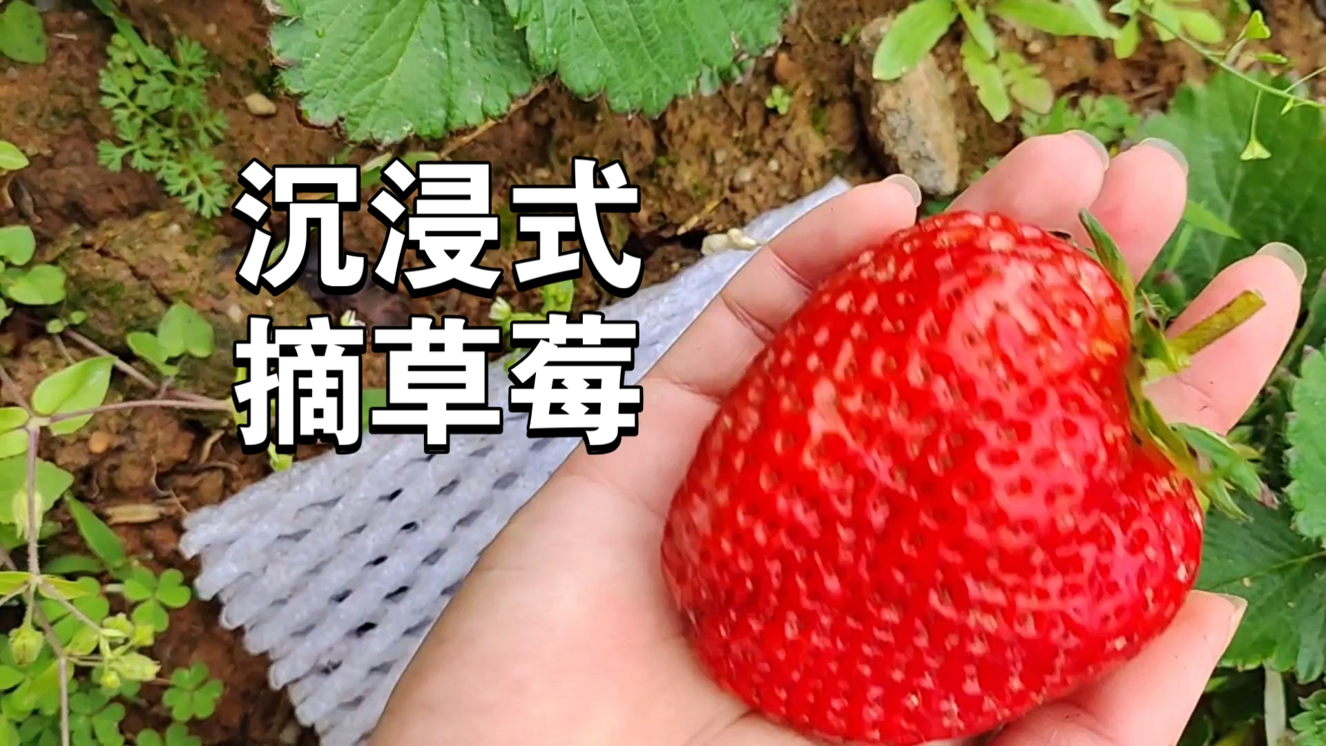 草莓视频深探索草莓视频的深度与魅力-第1张图片