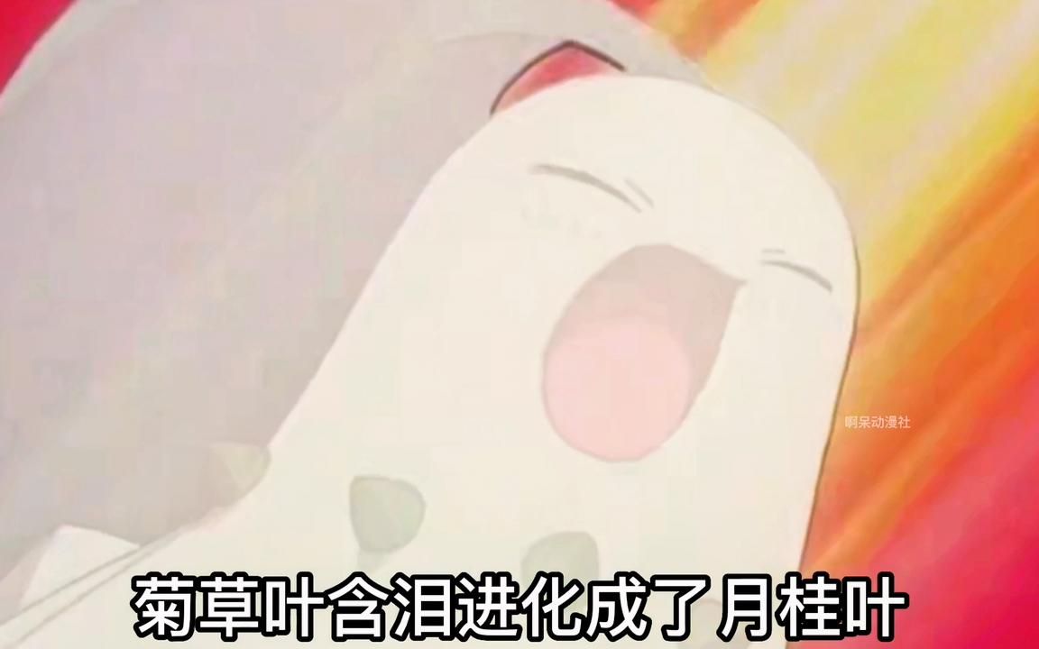 神奇宝贝菊草叶神奇宝贝之旅，菊草叶的秘密